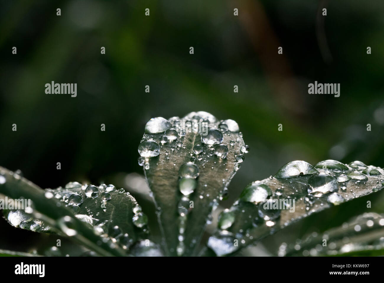 Raindrops on leaf Stock Photo