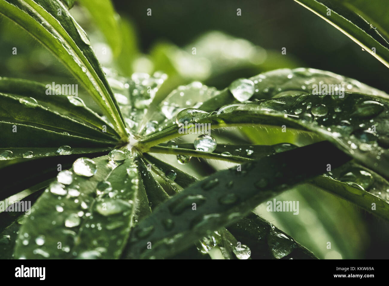 Raindrops on leaf Stock Photo