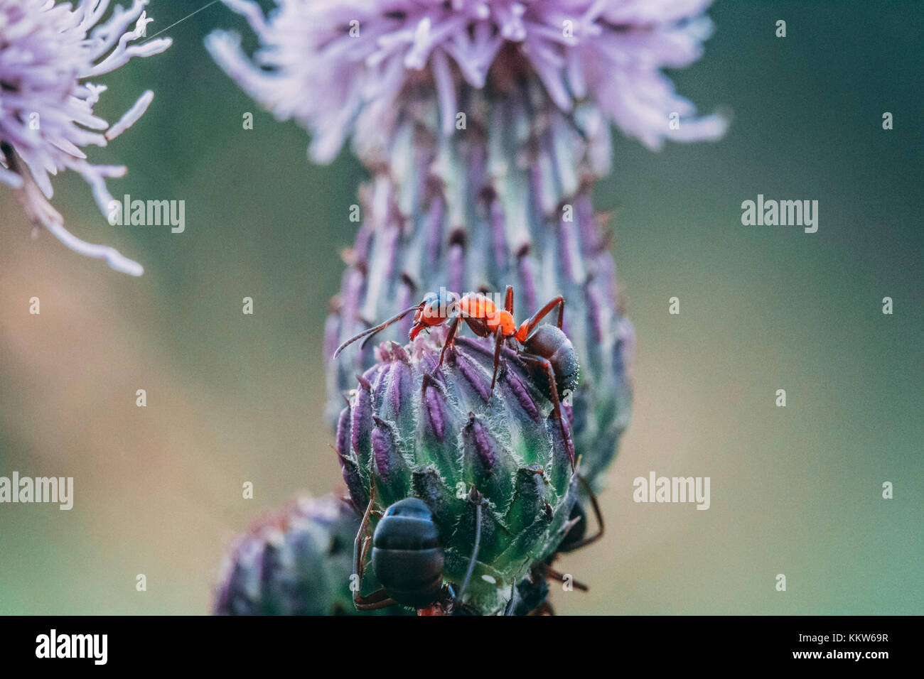 Climbing ant Stock Photo