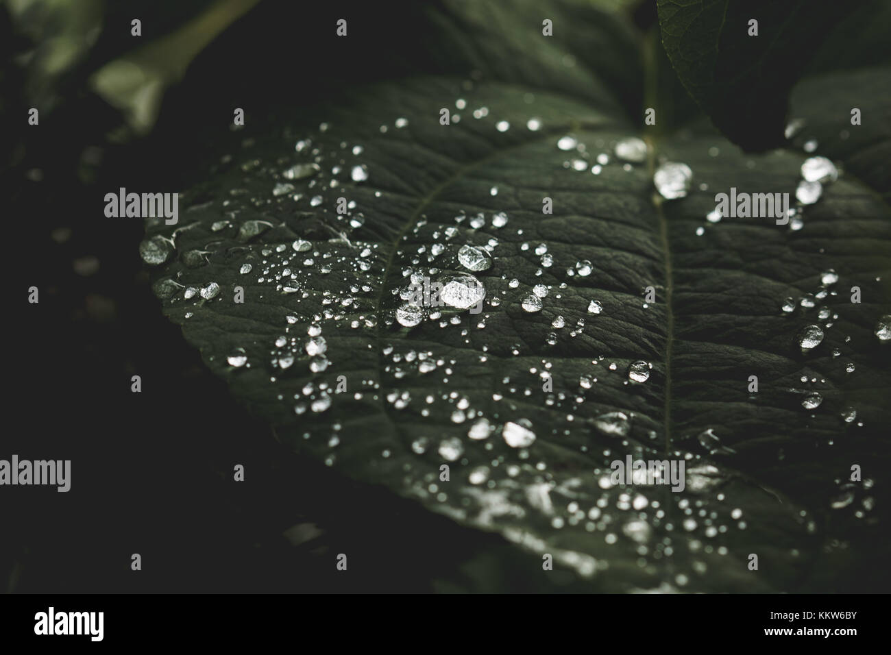 Raindrops on leaf Stock Photo