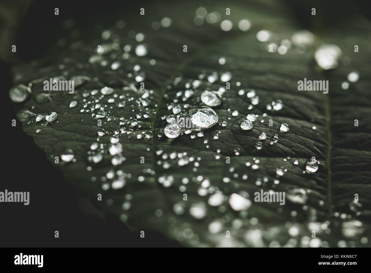 Raindrops on leaf Stock Photo