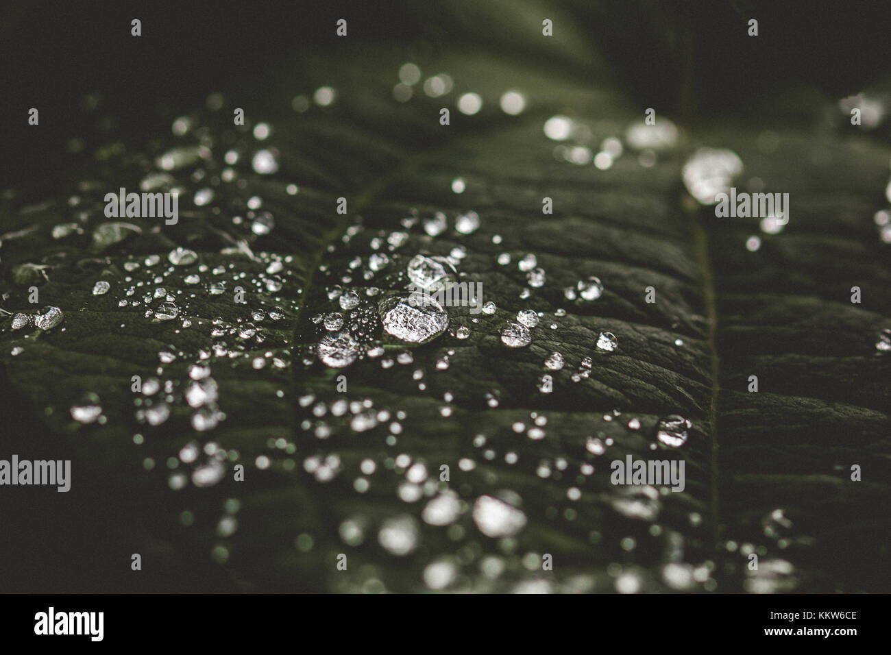 Raindrops on leaf Stock Photo