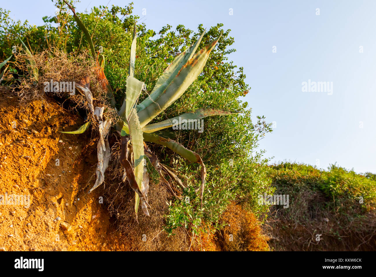 Aloe Vera plant is growing in her natural habitat, environment 