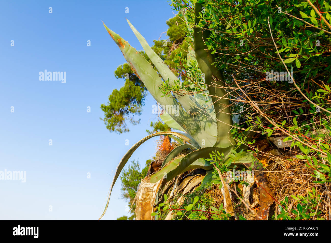 Aloe Vera plant is growing in her natural habitat, environment with