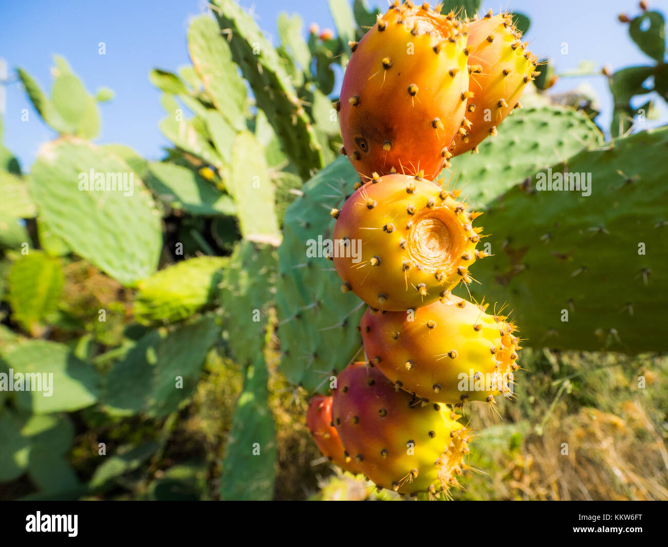 close up of barbary figs on sardinia Stock Photo