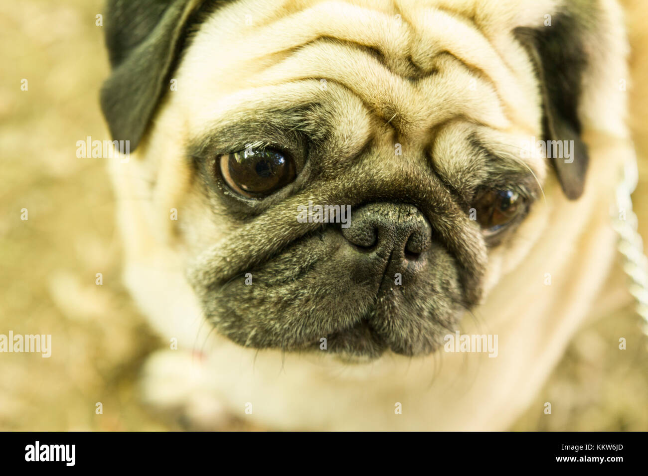 Pug Little Bit Little eye hi-res stock photography and images - Alamy