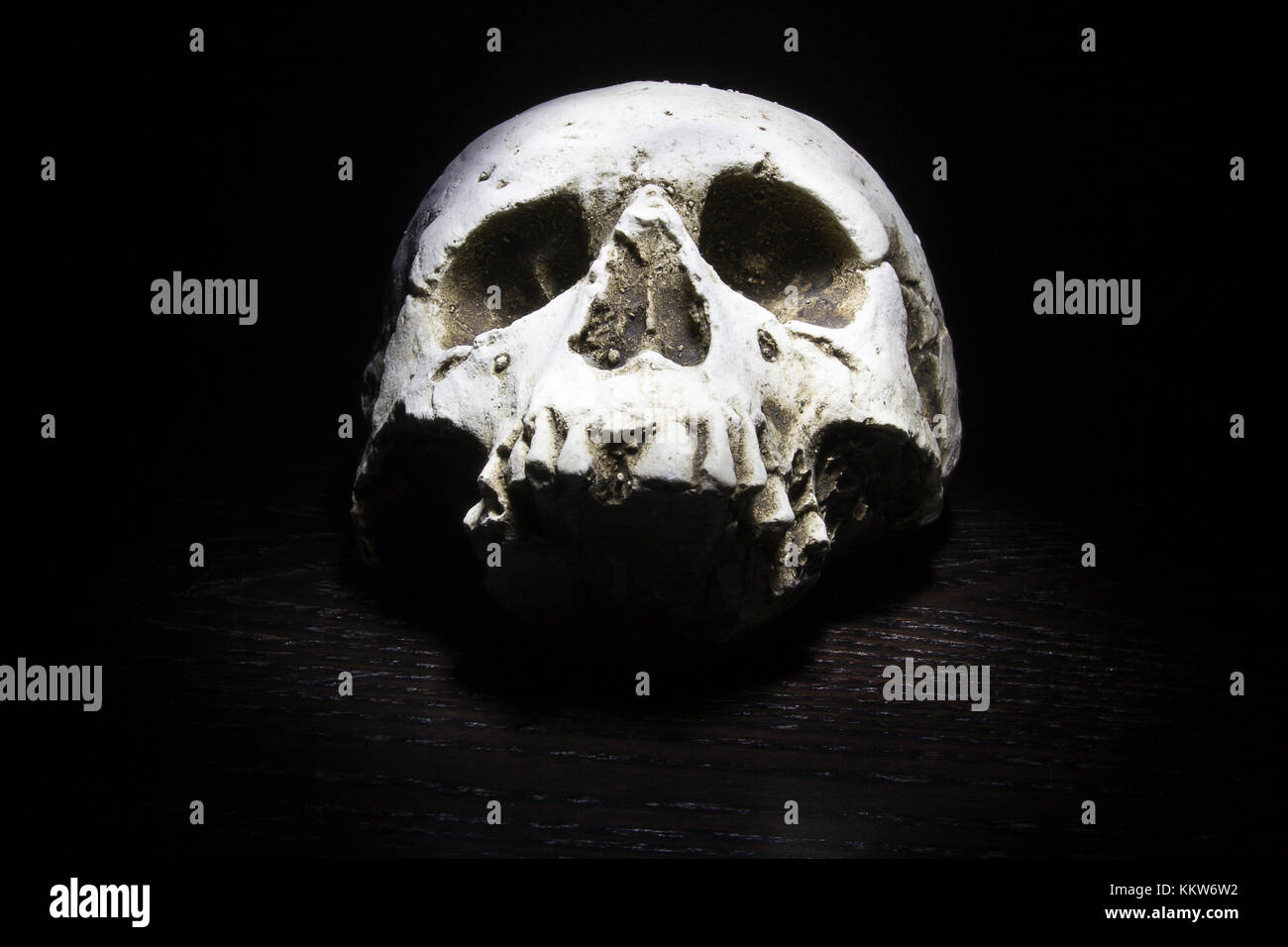 A scary skull with a dark background. Stock Photo