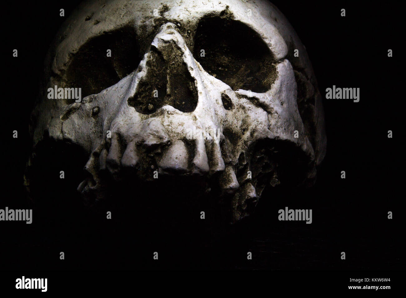 A human skull on a dark background. Stock Photo