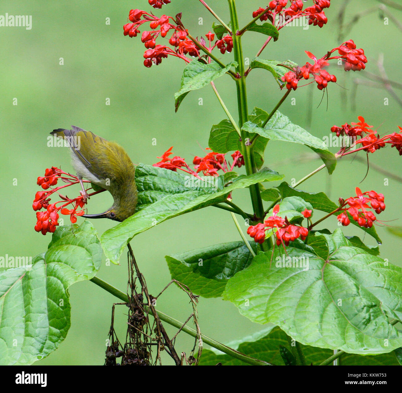 Grey-breasted Spiderhunter on flower. Danum Valley, Malaysia Stock Photo