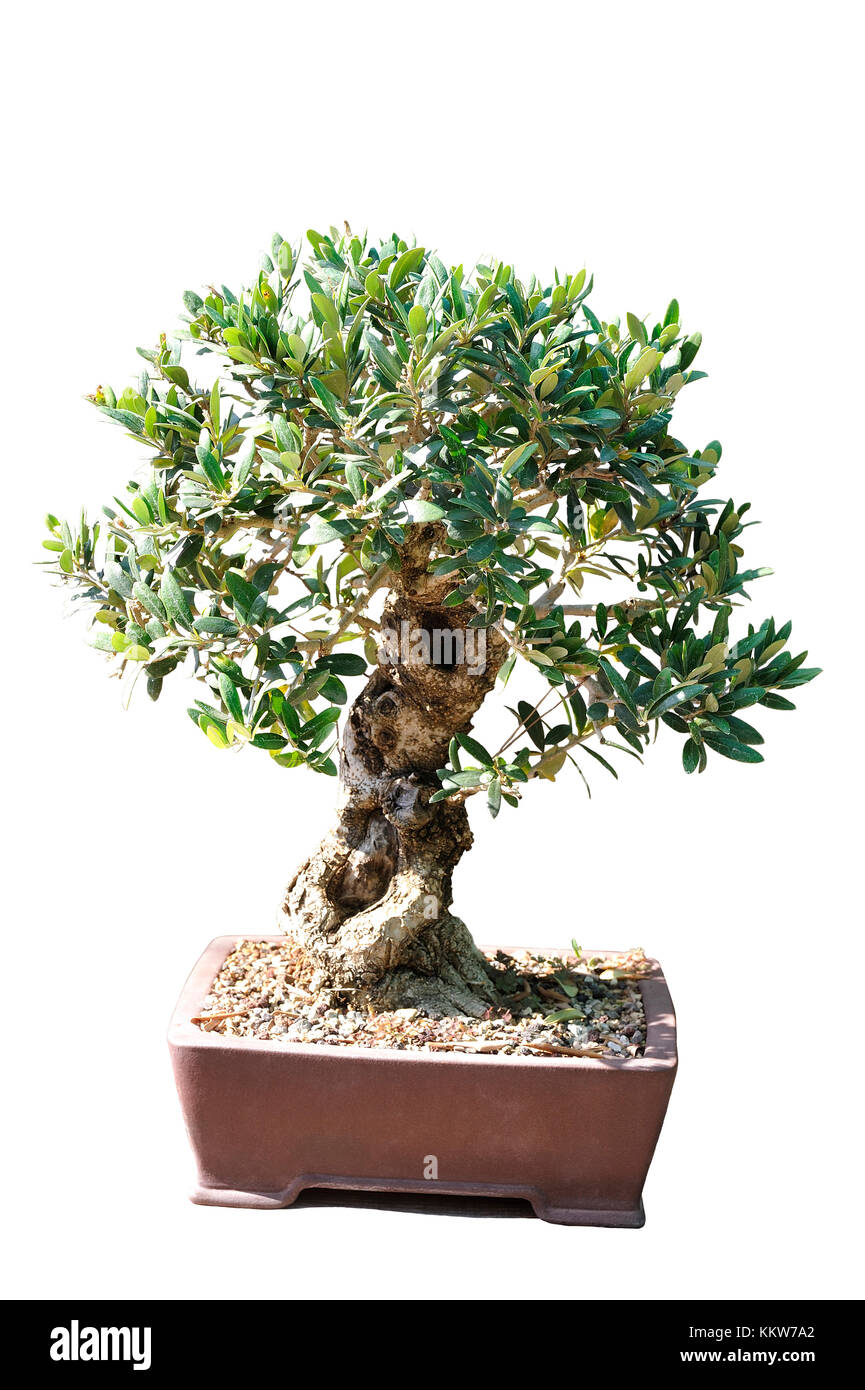 Bonsai of an olive tree in pot and completely cut out on white
