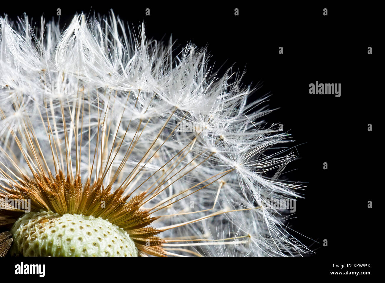 Bloomed dandelion on a black background close up.Macro. Stock Photo