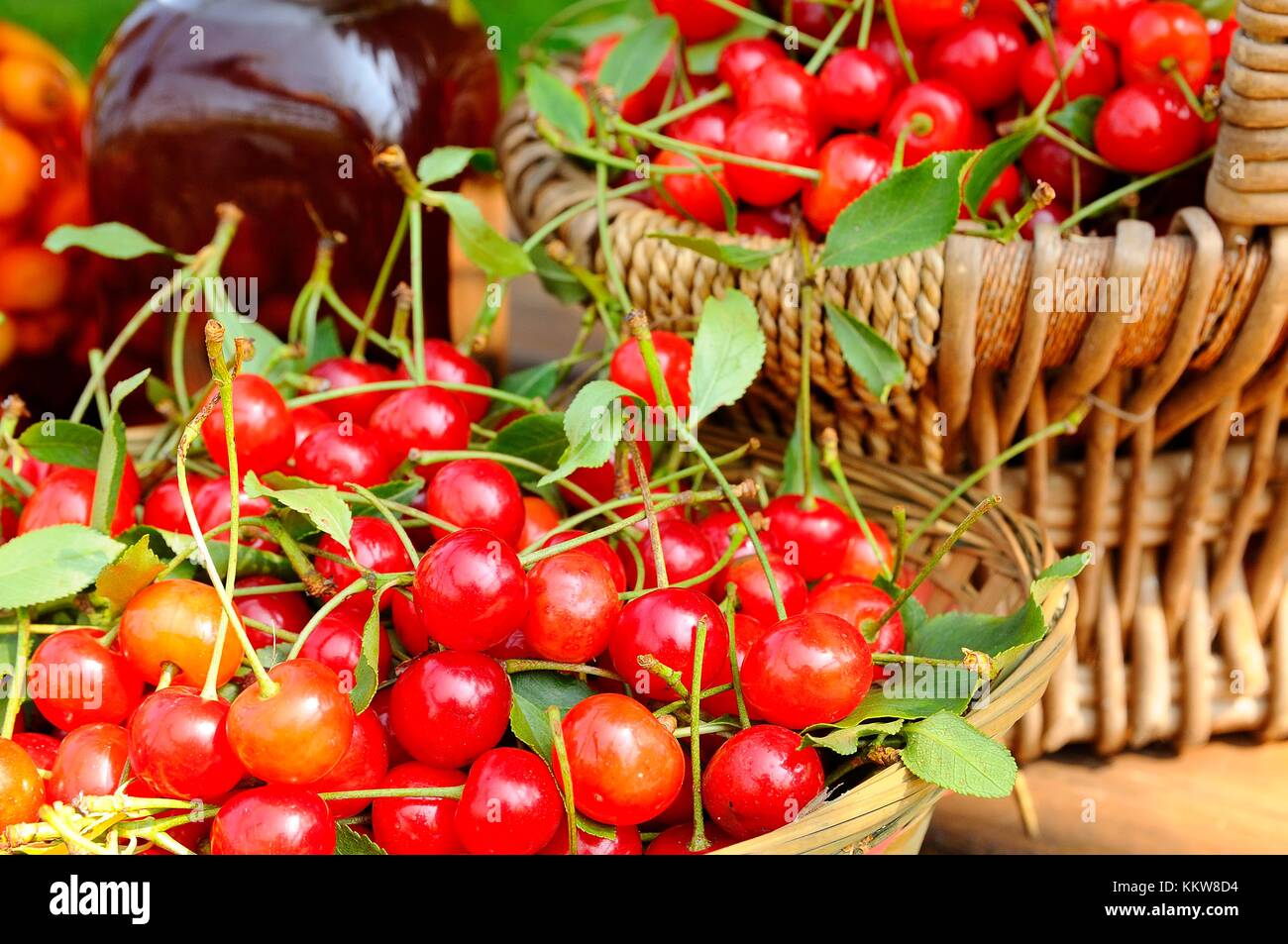 Baskets with cherries to make cherry liqueur Stock Photo Alamy
