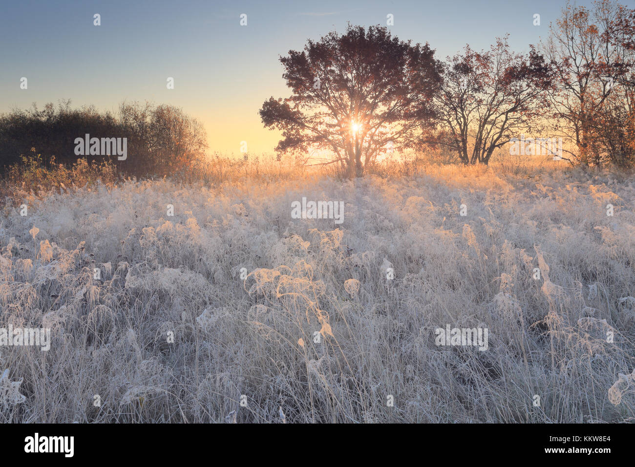Frosty christmas winter morning. White frost on meadow in sunlight. Beautiful xmas background. Stock Photo