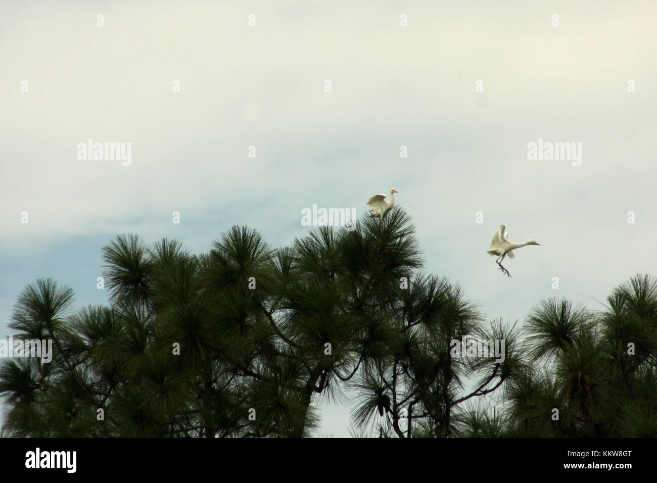 Egrets nesting in pine trees, South Carolina, USA Stock Photo Alamy