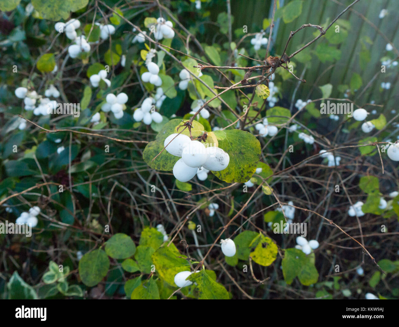 Shrub Identification 02 Symphoricarpos Albus