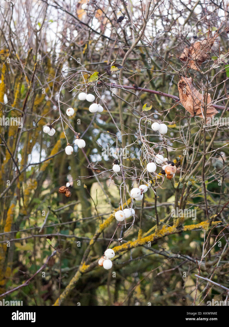 Symphoricarpos albus, snowberry white berries shrub background autumn winter; essex; england; uk Stock Photo