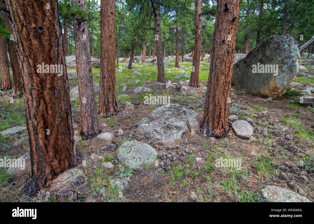 Ponderosa Pine Forest (Pinus ponderosa), Rocky Mountain NP, Colorado, USA, by Bruce Montagne/Dembinsky Photo Assoc Stock Photo