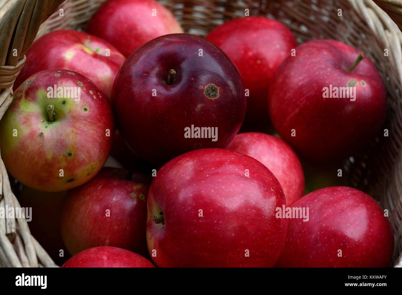 https://c8.alamy.com/comp/KKWAFY/freshly-picked-organic-apples-slava-pobeditelyam-KKWAFY.jpg