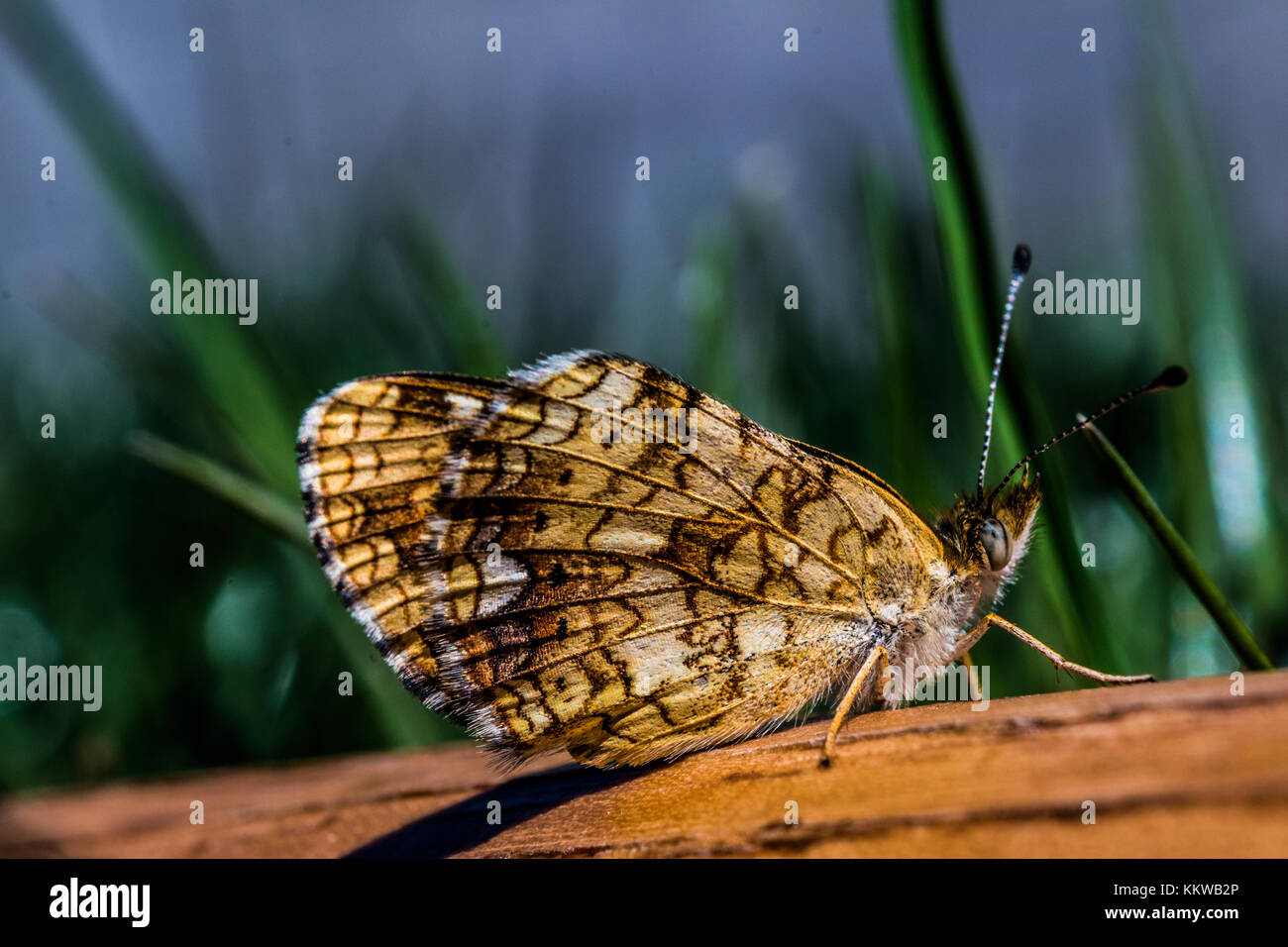 Macro photo of a moth butterfly on a piece of wood in a grass field. Stock Photo