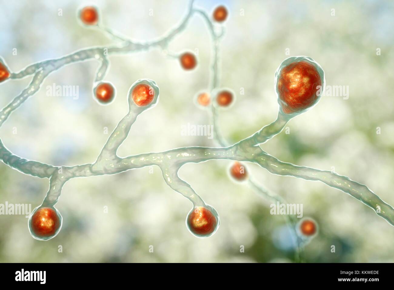 Blastomyces dermatitidis fungus, computer illustration. This fungus is