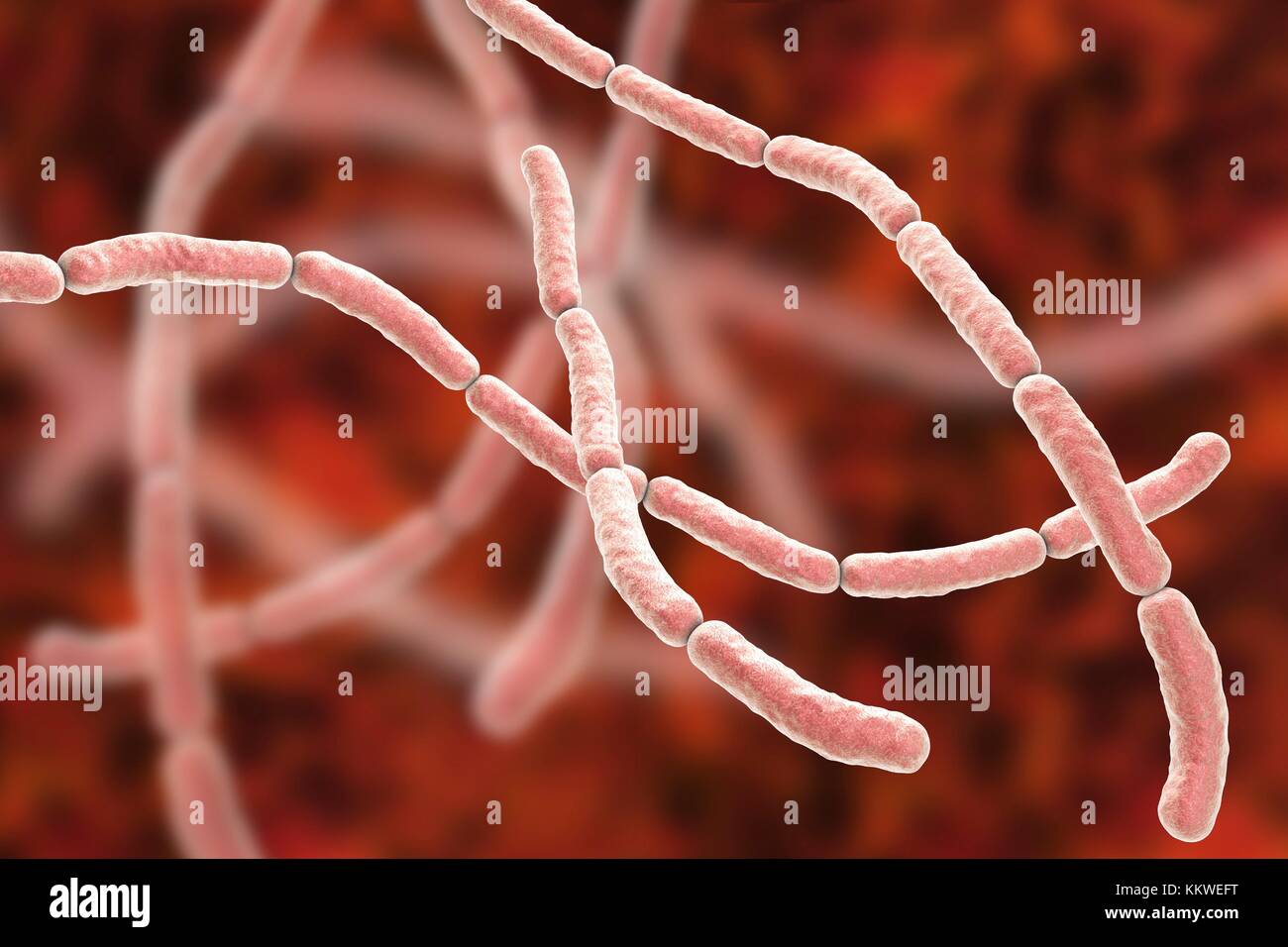 Bite bacteria hires stock photography and images Alamy