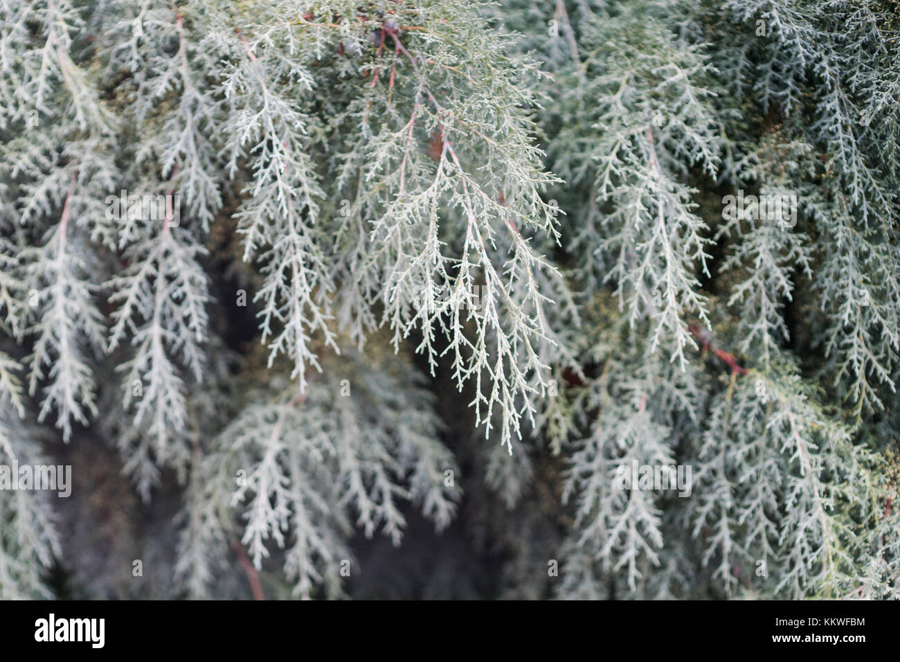 Green branches of fir trees close up Stock Photo - Alamy