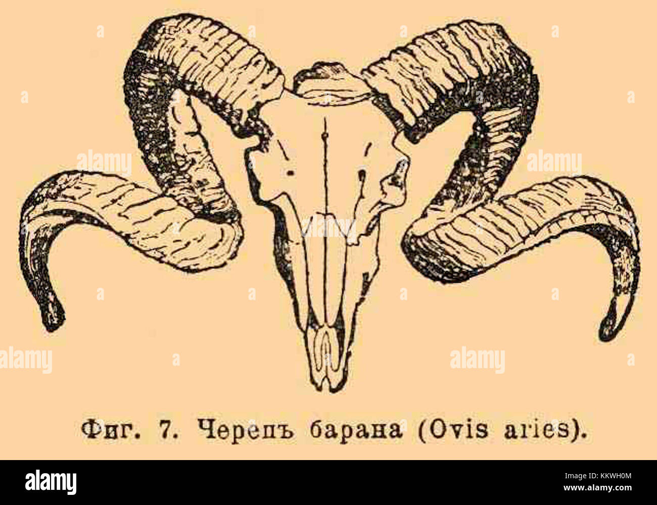 Skull ovis aries hi-res stock photography and images - Alamy