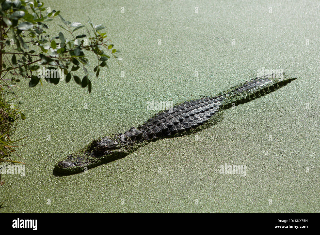 Alligators at Jungle Adventures Wildlife Park,Christmas, Florida Stock Photo