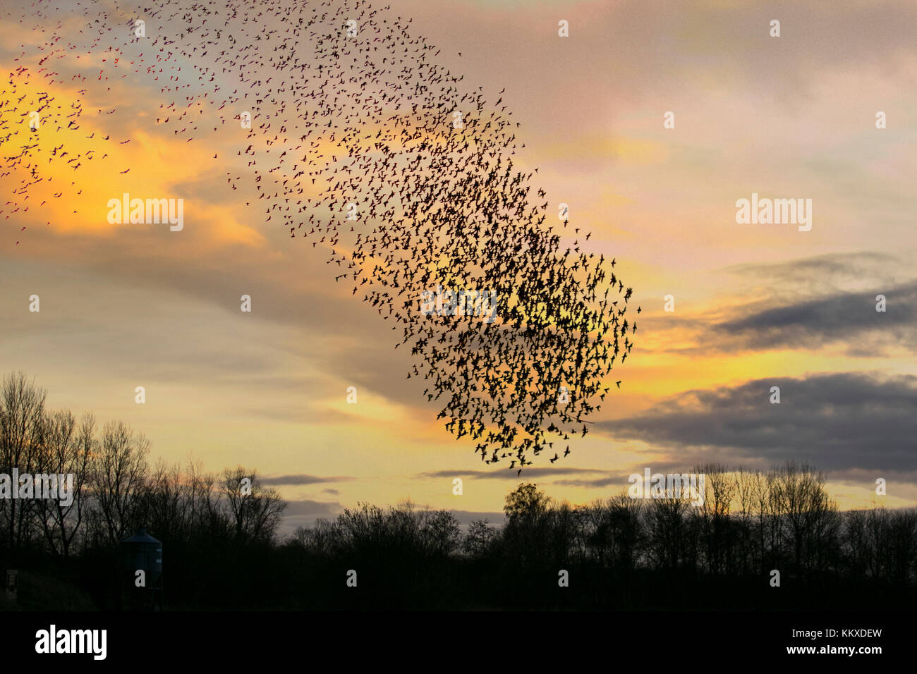 Burscough, Lancashire. UK Weather. 2nd December, 2017. Thousands of starling seeking a communal roost in the reed beds at Martin Mere, are harried and pursed by a resident peregrine falcon. The shapes and swirls form part of an evasive technique to survive and to confound and dazzle the bird of prey. The larger the simulated flocks, the harder it is for the predators to single out and catch an individual bird. Starlings can fly swiftly in coordinated and mesmerising formations as a group action to survive the attack. Credit: MediaWorldImages/Alamy Live News Stock Photo
