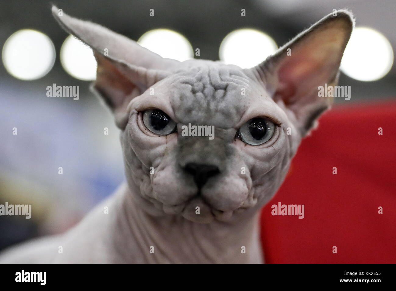 royal canin sphynx