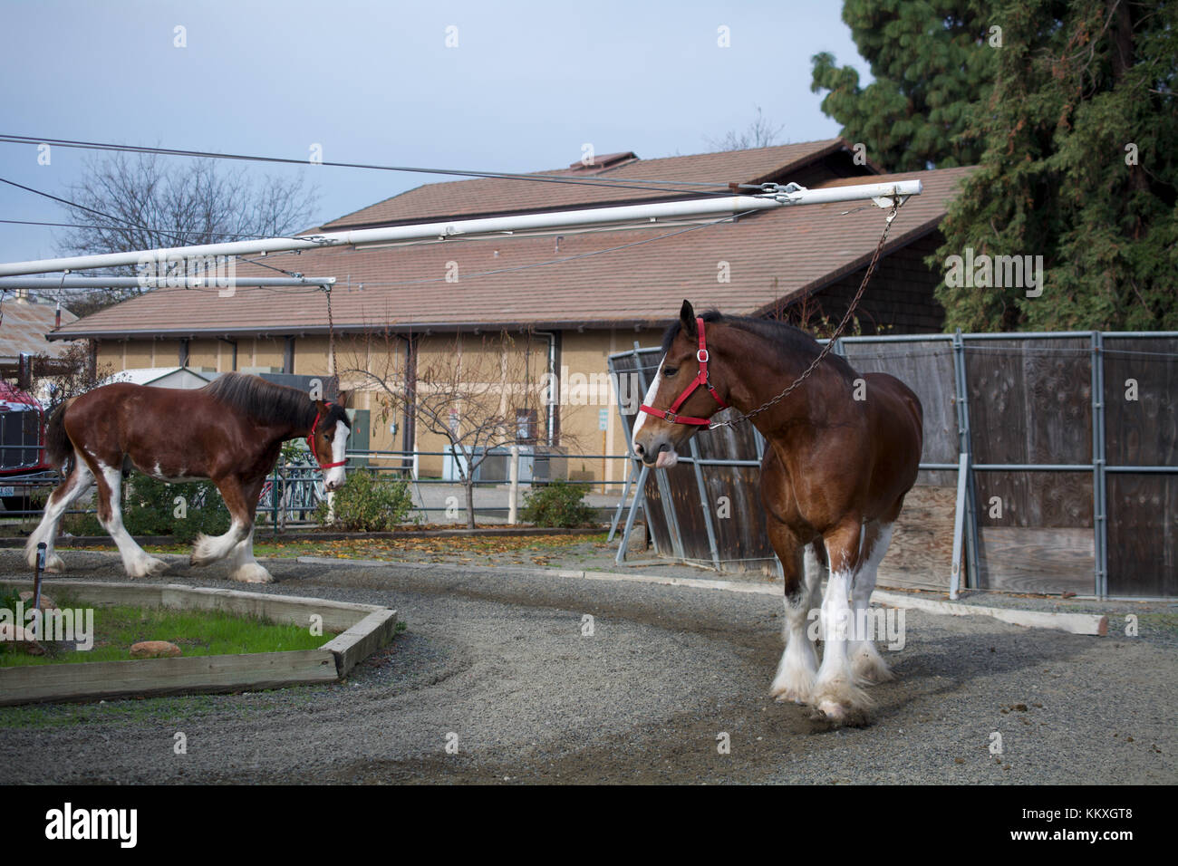 Budweiser Horse Stock Photos Budweiser Horse Stock Images Alamy