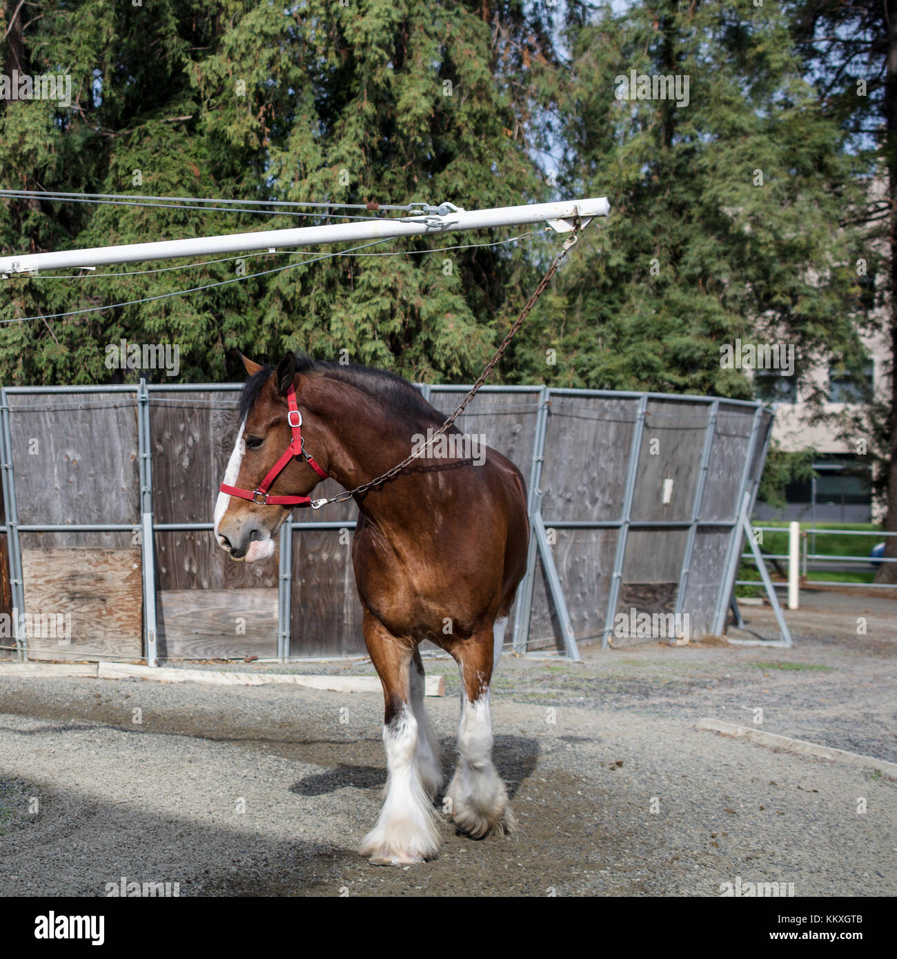 Budweiser Horse Stock Photos Budweiser Horse Stock Images Alamy