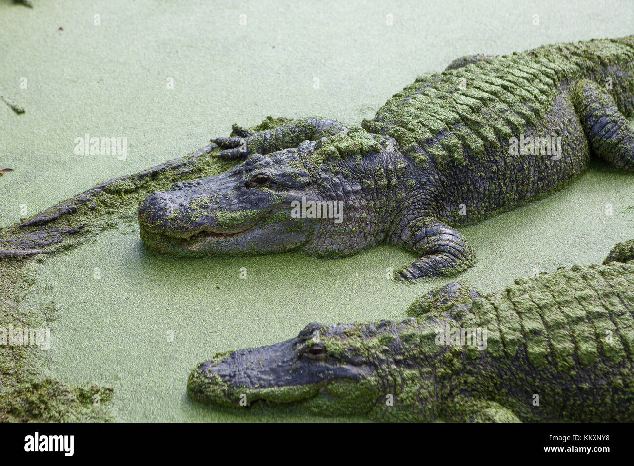 Alligators at Jungle Adventures Wildlife Park,Christmas, Florida Stock Photo