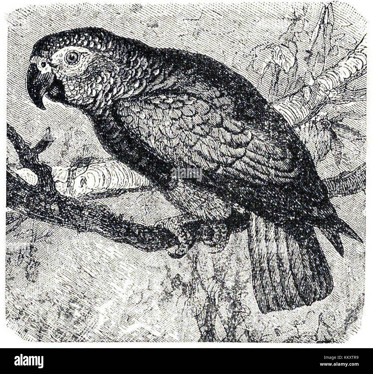 Gallery Detail: Psittacus Erithacus Also Known As The African Grey Parrot Is