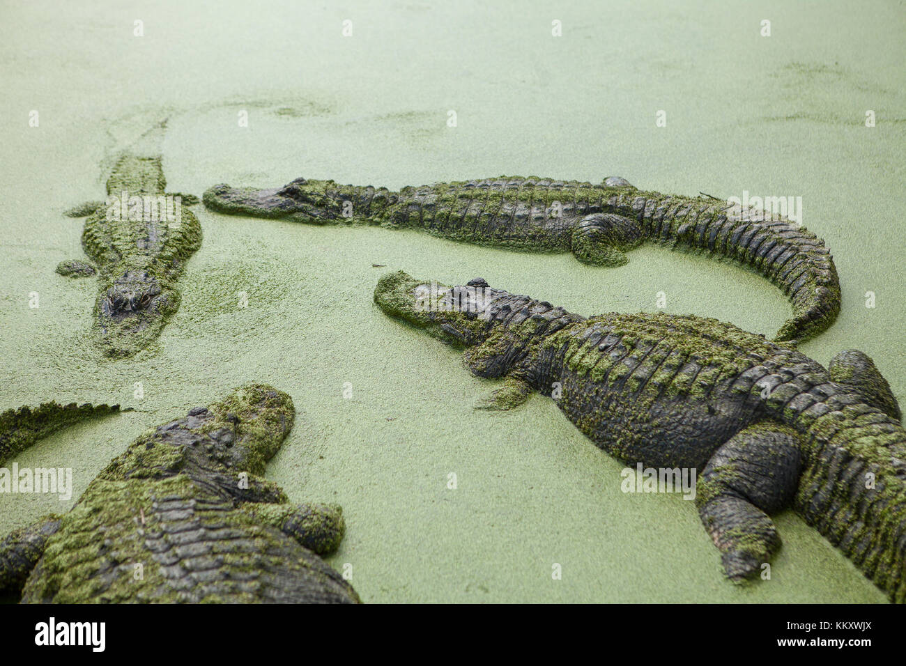 Alligators at Jungle Adventures Wildlife Park,Christmas, Florida Stock Photo