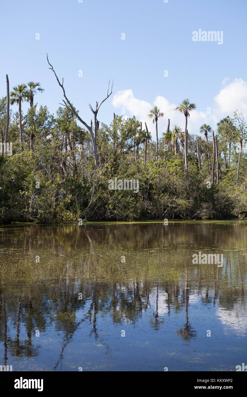 Jungle scenery hi-res stock photography and images - Alamy