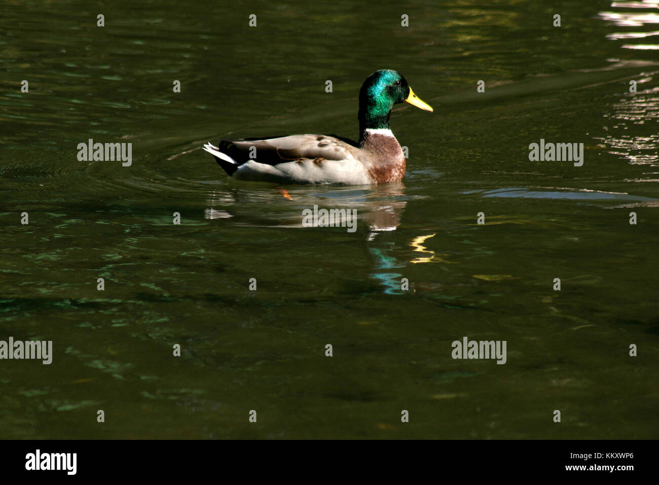 Mallard duck male on water Stock Photo
