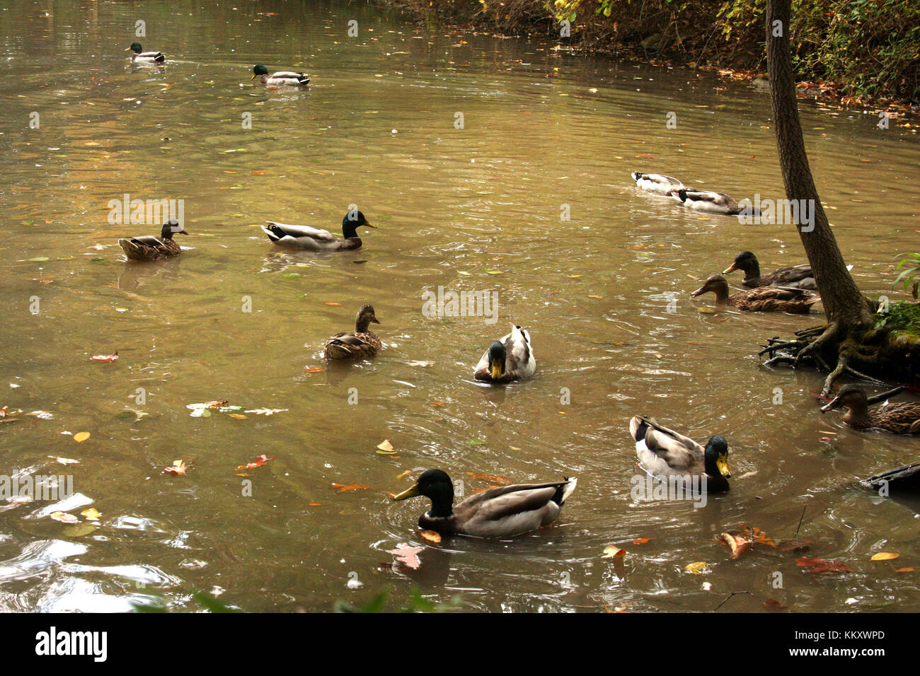 Group of Mallard ducks on water Stock Photo Alamy