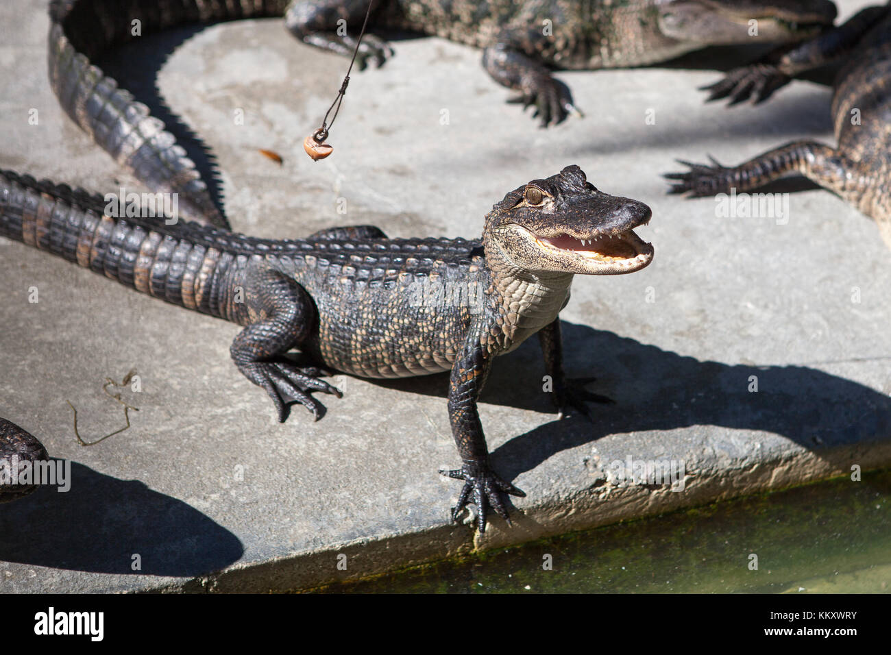 Alligators at Jungle Adventures Wildlife Park,Christmas, Florida Stock Photo