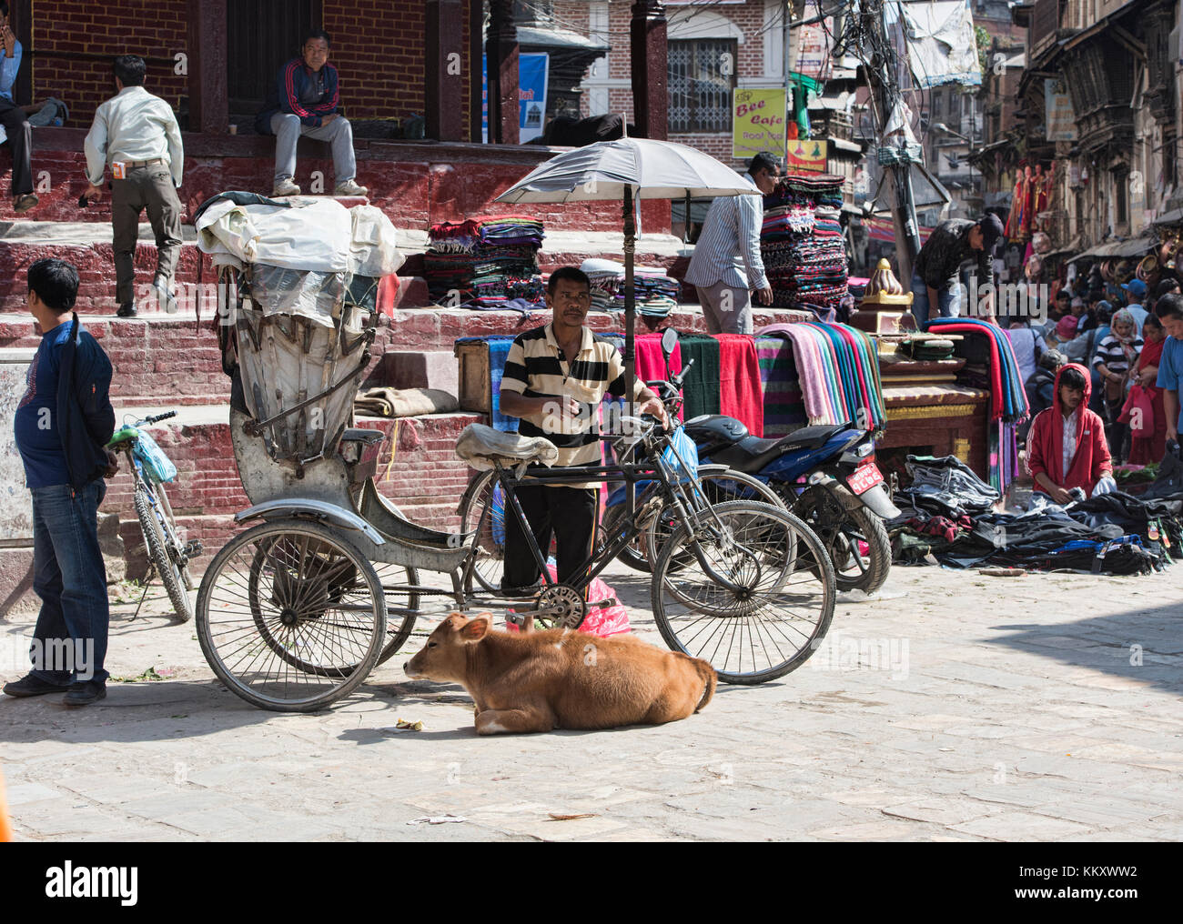 Rickshaw driver and cow, Kathmandu, Nepal Stock Photo