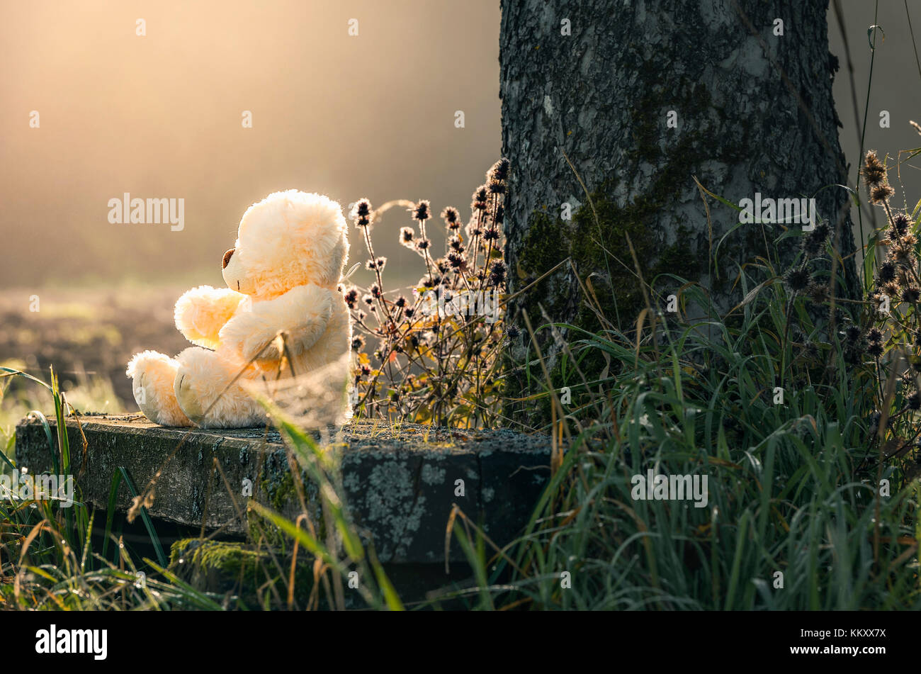 Cute plush bear toy sitting on an old wooden bench at the base of a ...