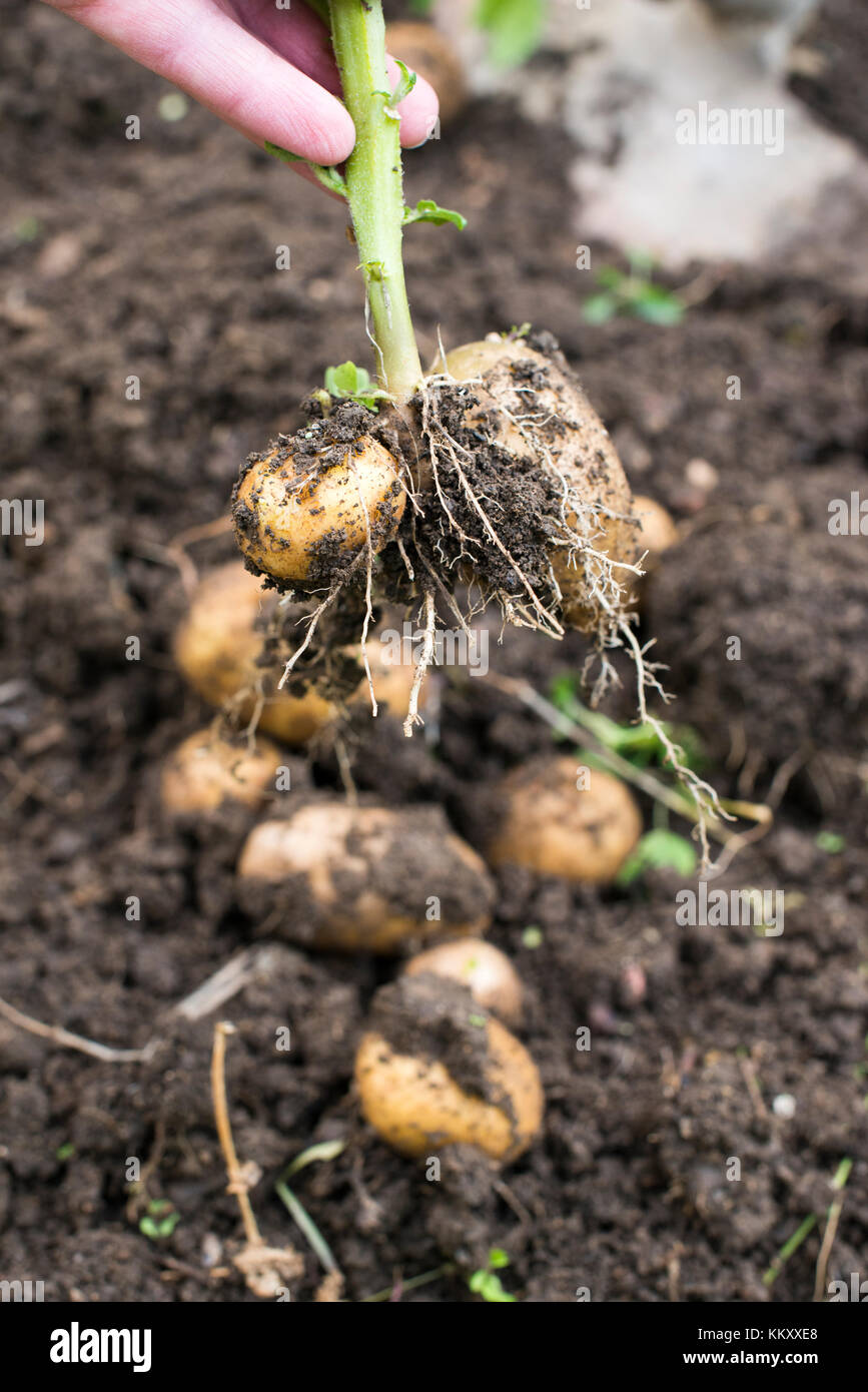 Digging of ripe potatoes. Harvest potatoes in home garden Stock Photo ...