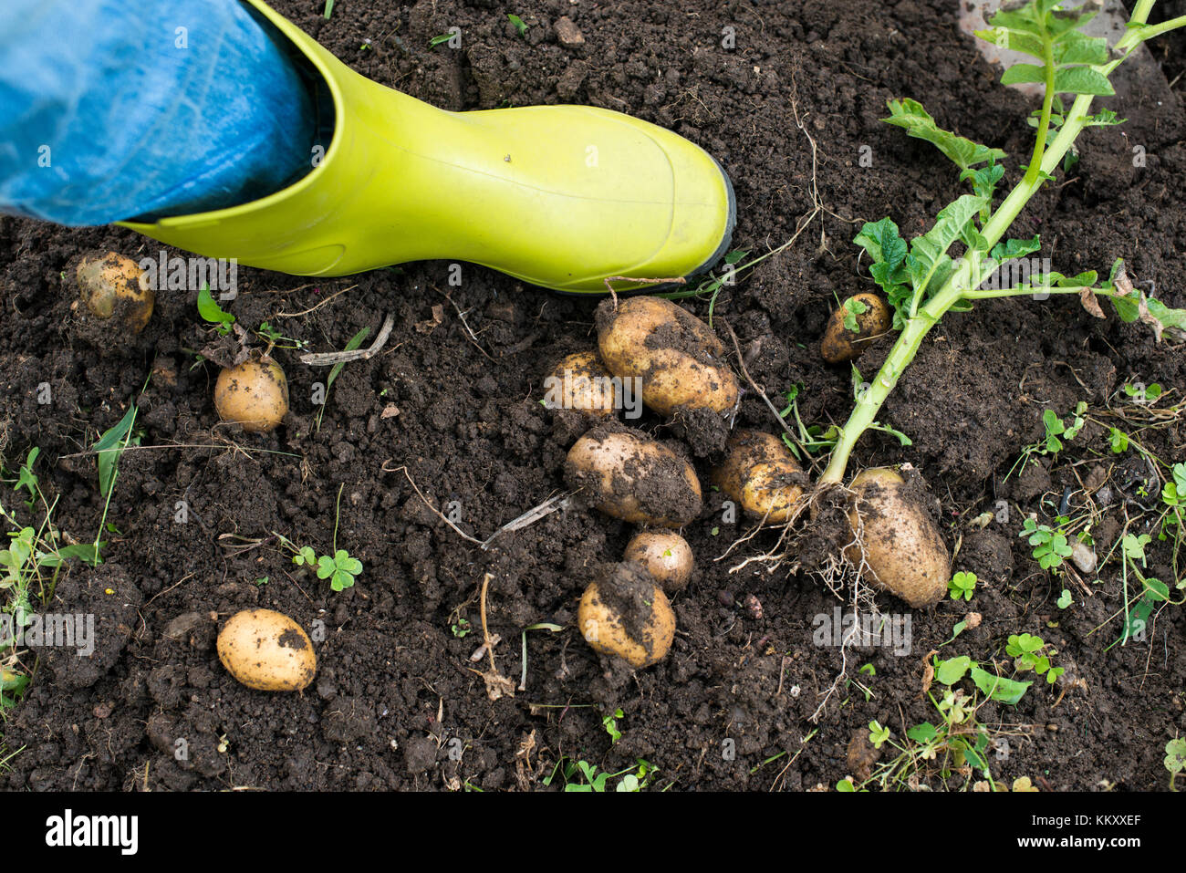 Digging of ripe potatoes. Harvest potatoes in home garden Stock Photo ...
