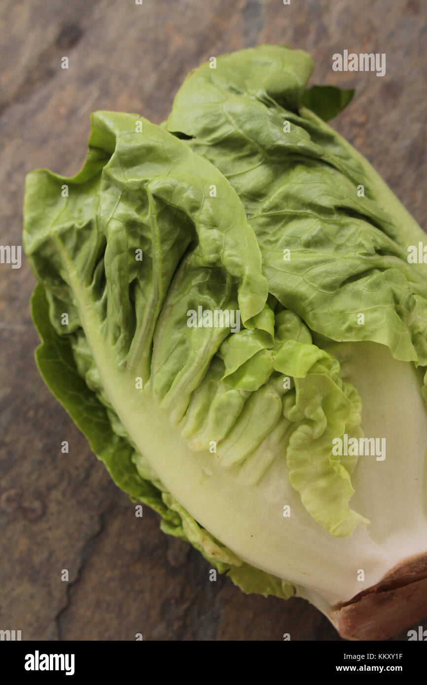 fresh lettuce salad leaves Stock Photo - Alamy