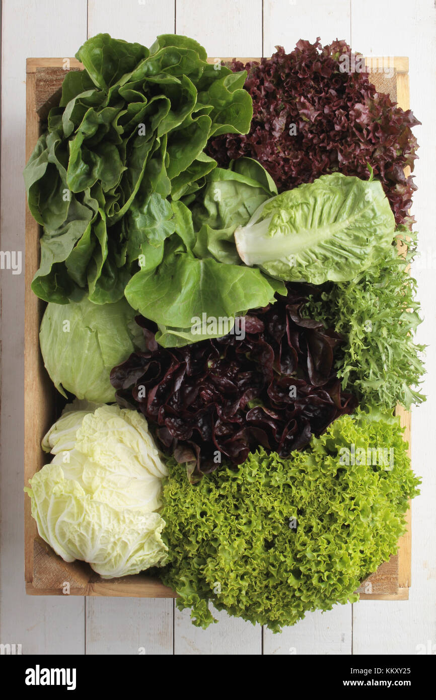 fresh picked whole lettuce varietys Stock Photo - Alamy