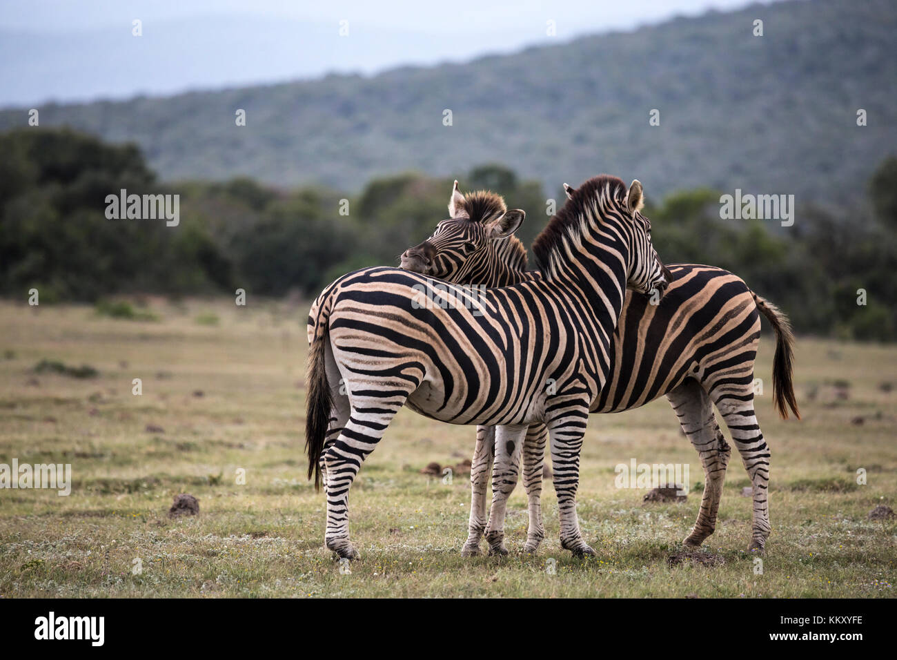 Addo Elephant National Park Stock Photo