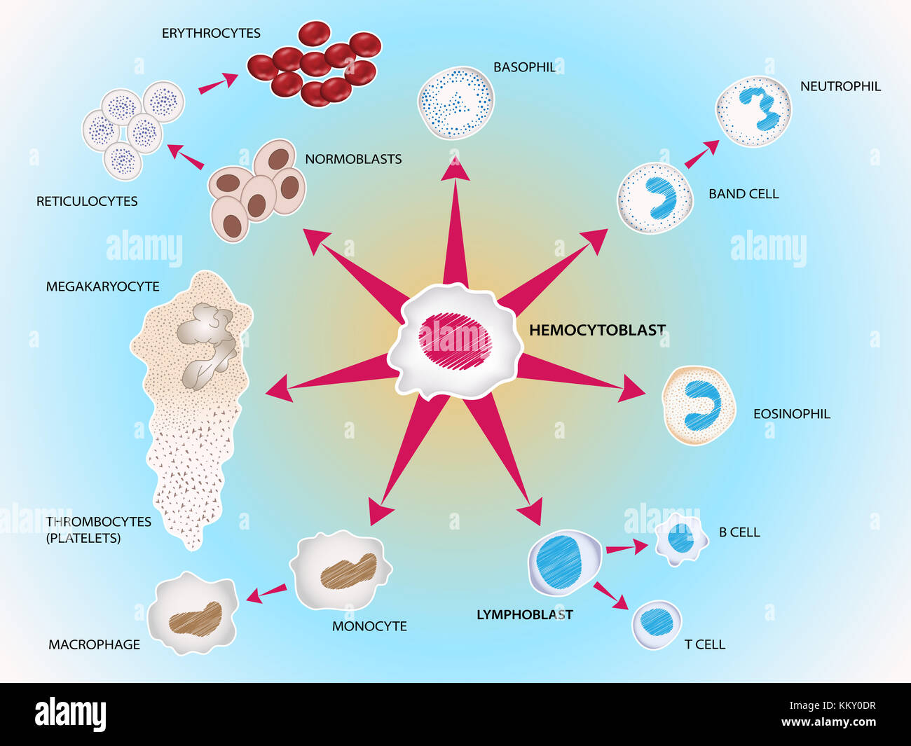 All blood cells manufactured by stem cells, forming the blood system. medical illustration Stock Photo