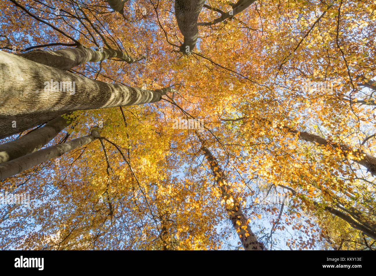 Autumn canopy in beech woodland in Surrey, UK, looking up Stock Photo
