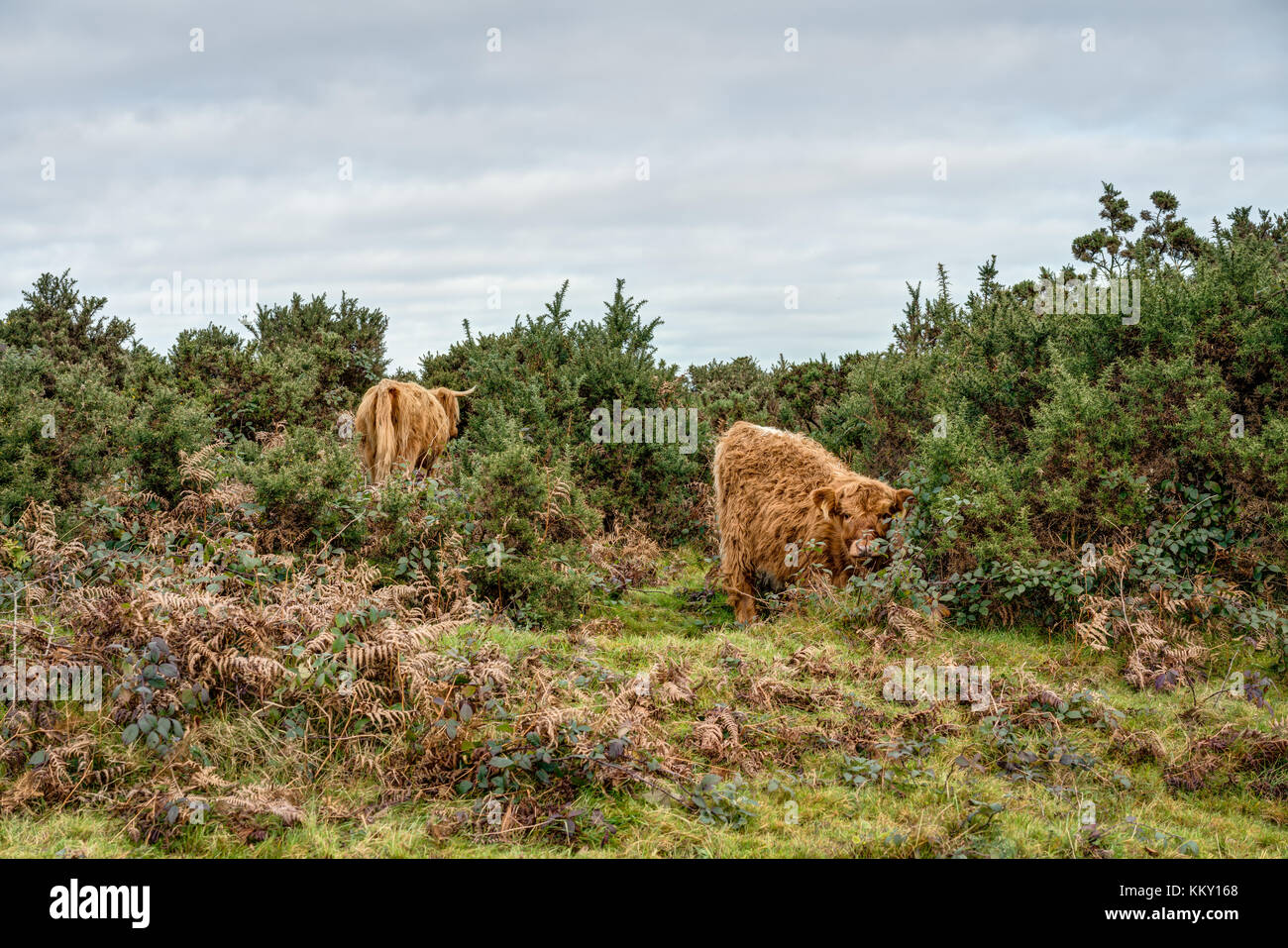 A rural scene of two Scottish Highland Cattle grazing amongst dense gorse bushes on the Downs, the calf looking into the camera, mother close by. Stock Photo