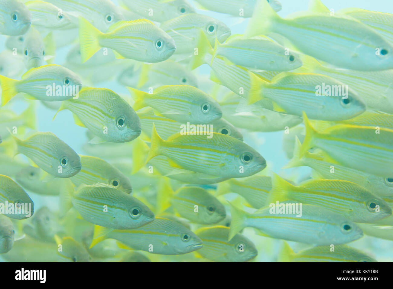 Swarm of fishes - Seychelles - Africa Stock Photo